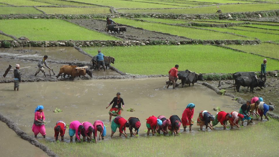 आज असार १५ अर्थात धान दिवस: सुदूरपश्चिममा औपचारिक कार्यक्रम नहुने, ५०  प्रतिशत रोपाई सम्पन्न | खप्तड अनलाईन