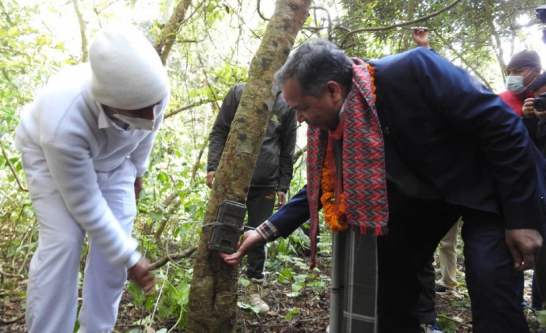 कञ्चनपुरको शुक्लाफाँटा राष्ट्रिय निकुञ्जमा बाघ गणना, शनिबार वन तथा वातावरण मन्त्री रामसहाय प्रसाद यादवले स्वचालित क्यामेराको ‘स्वीच अन’ गरेर उद्धघाटन गर्दै । 