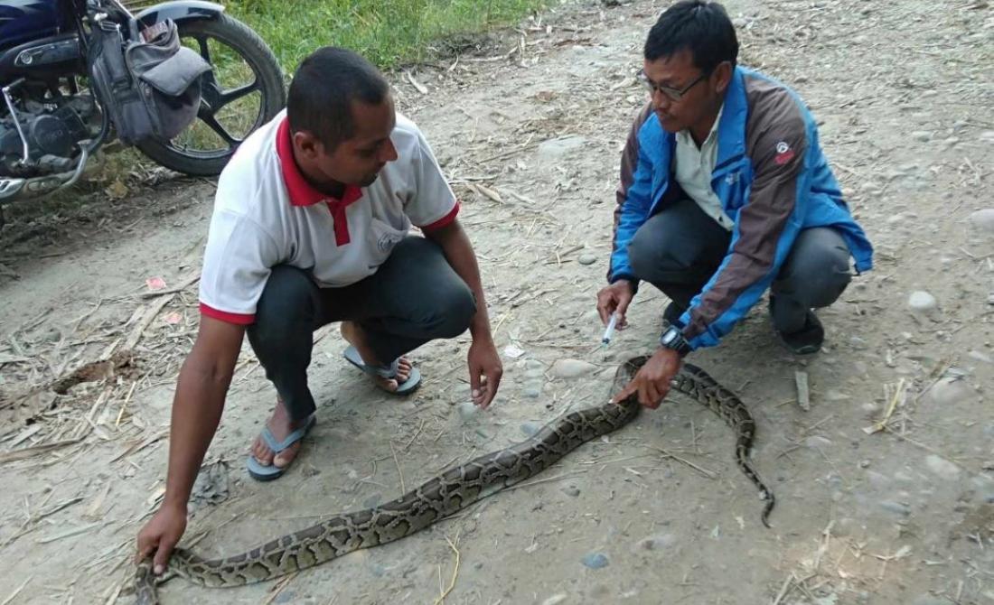 उद्धार गरिएको अजिङ्गगर । तस्बिर सौजन्य : भोजराज ढुंगाना