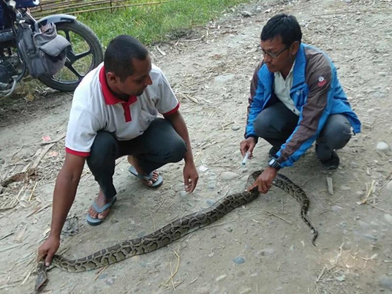 उद्धार गरिएको अजिङ्गगर । तस्बिर सौजन्य : भोजराज ढुंगाना